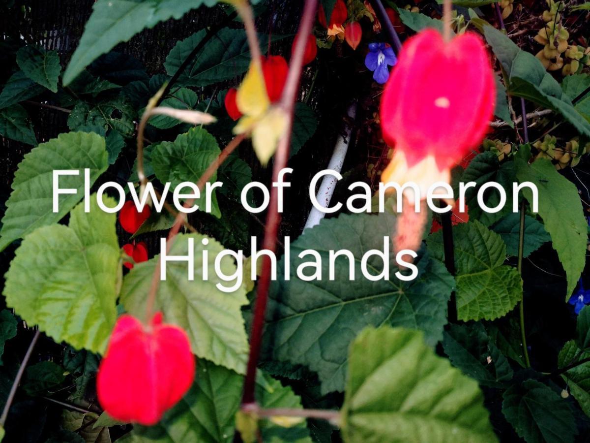 Lily Homestay Barrington Square Cameron Highlands. บรินชัง ภายนอก รูปภาพ